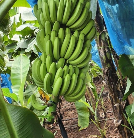Banana Export Process